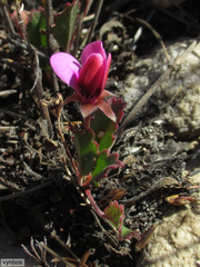 Pelargonium capillare