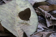 Faunis canens arcesilas