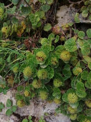 Teucrium pyrenaicum