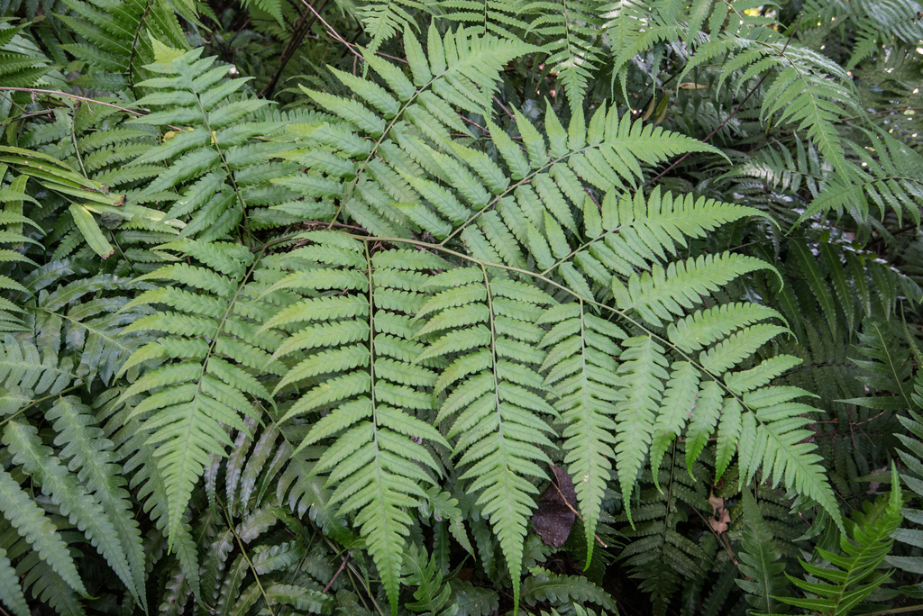 Diplazium virescens (Diplazium virescens)