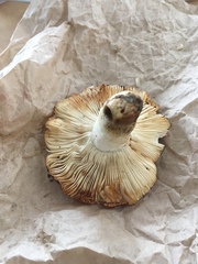 Russula flavisiccans