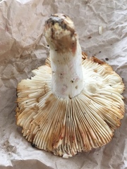 Russula flavisiccans