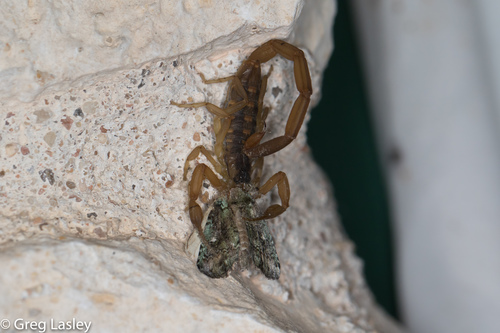 Striped Bark Scorpion