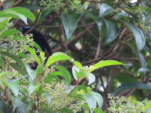 Velvety Manakin (Lepidothrix velutina), photo 8