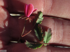 Pelargonium capillare