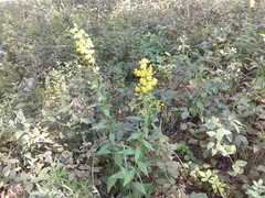 Solidago dahurica