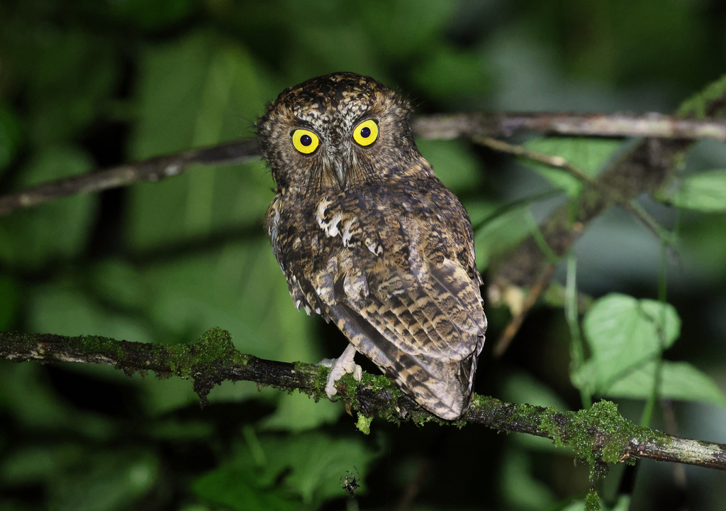 Mindanao Scops Owl