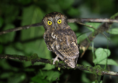 Mindanao Scops Owl photo 1