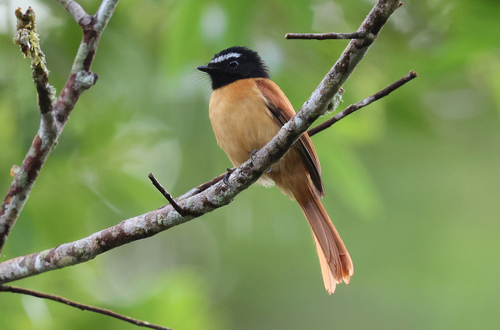 Black-and-cinnamon Fantail