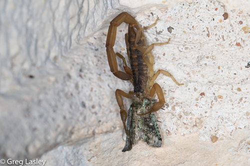Striped Bark Scorpion