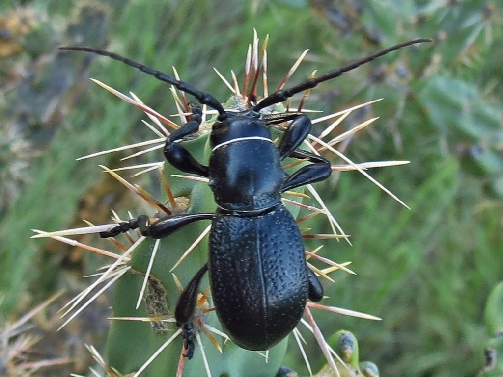 Black Cactus Longhorn Beetle