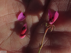 Pelargonium capillare