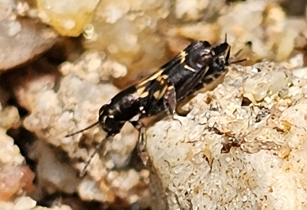 Xya shandongensis