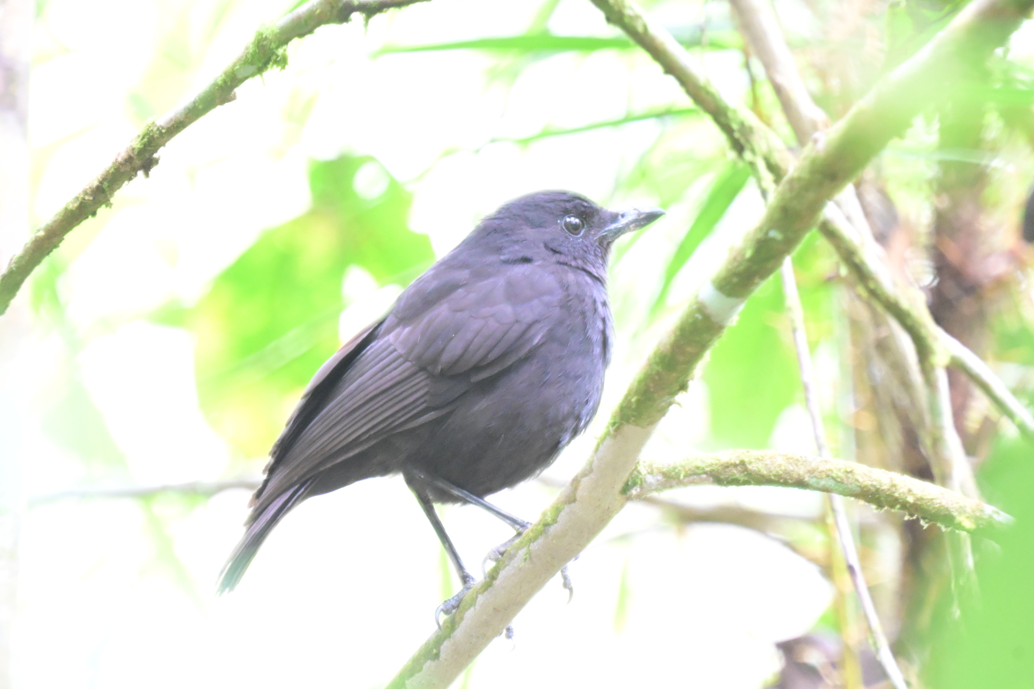 Bornean Whistling Thrush (Myophonus borneensis), photo 2