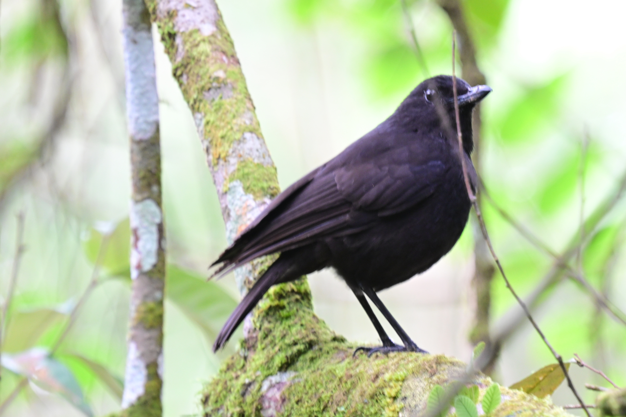 Bornean Whistling Thrush (Myophonus borneensis), photo 3