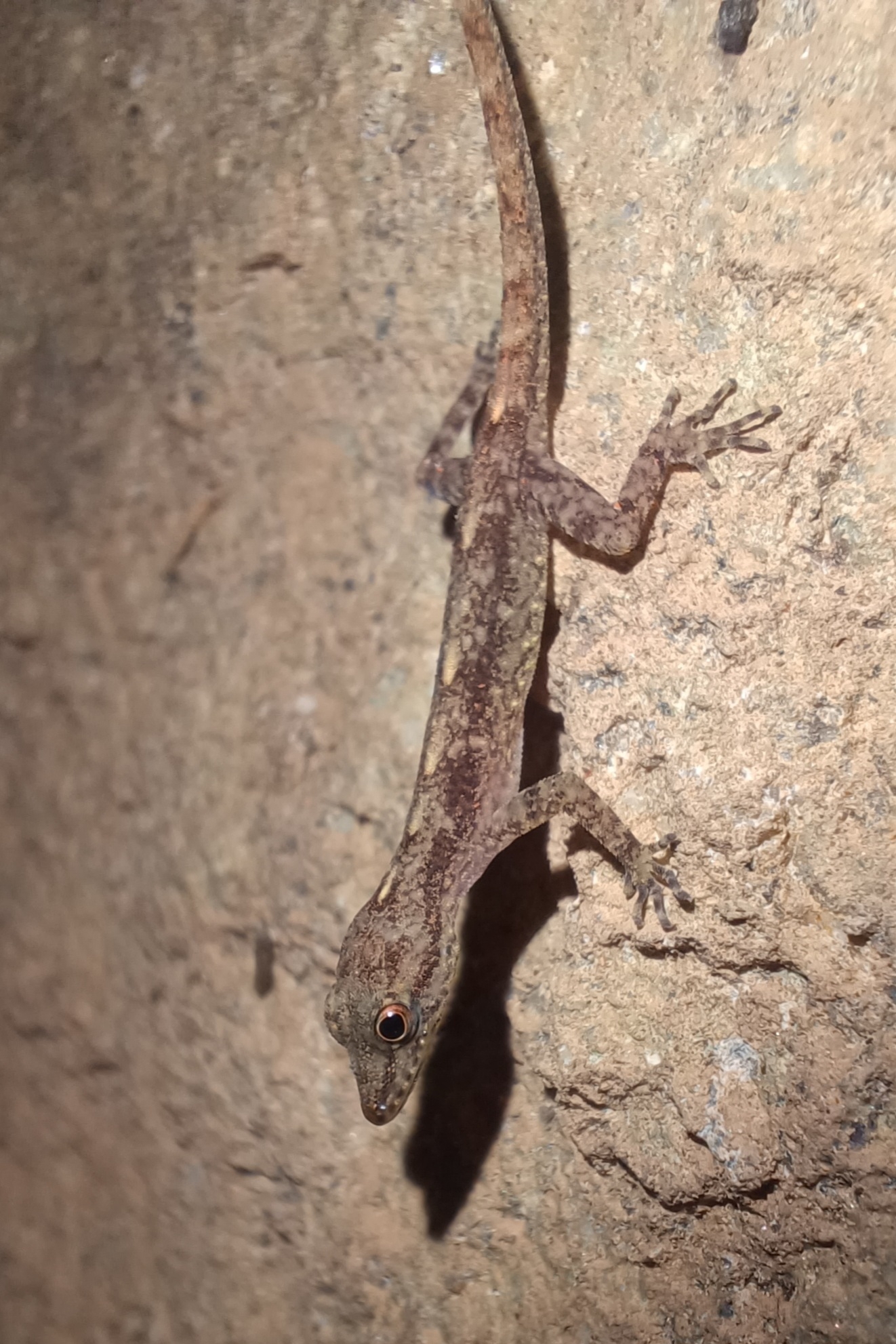 Phuket Day Gecko photo 2