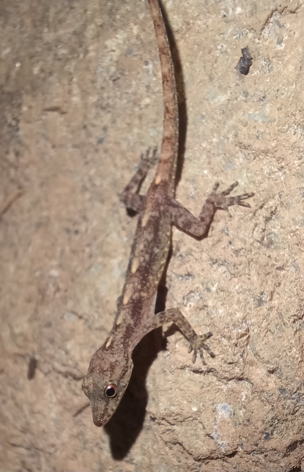 Phuket Day Gecko photo 3