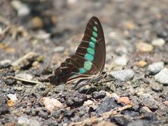 Graphium sarpedon