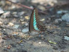 Graphium sarpedon