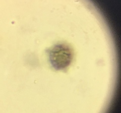 Russula flavisiccans