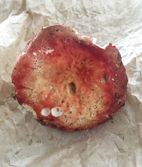 Russula flavisiccans