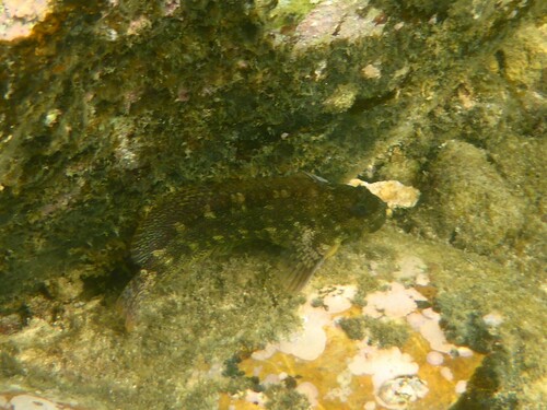 Vermiculated rockskipper (Entomacrodus vermiculatus) — Blenniidae — 5