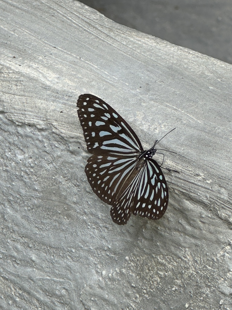 Ideopsis vulgaris (Ideopsis vulgaris)