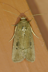 Elaphria nucicolora