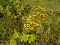 Ligularia thyrsoidea