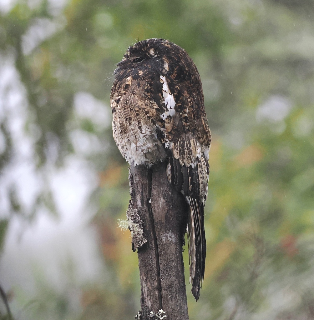 Andean Potoo