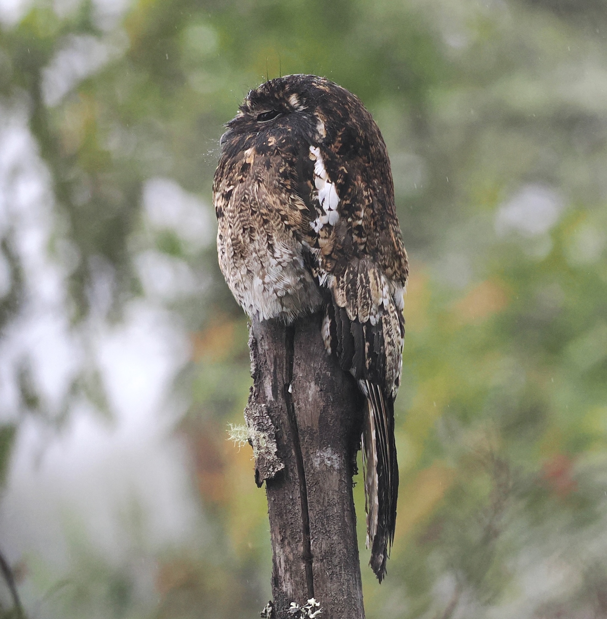 Andean Potoo (Nyctibius maculosus), photo 1