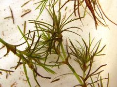 Najas wrightiana