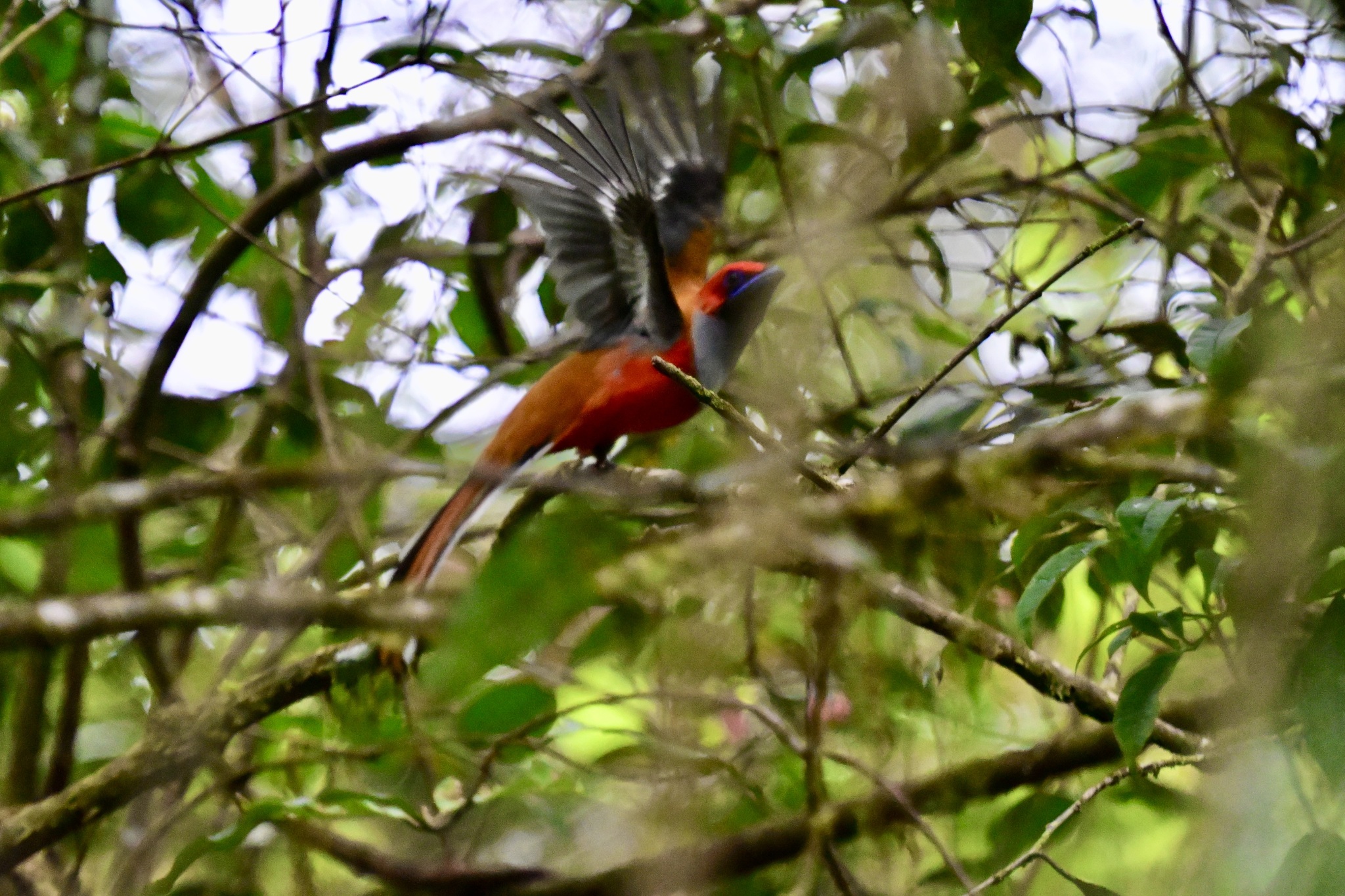 Whitehead's Trogon (Harpactes whiteheadi), photo 3