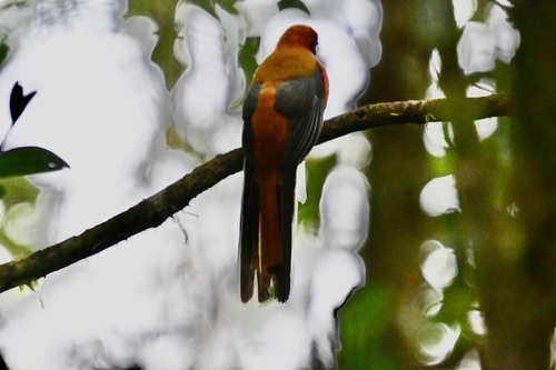 Whitehead's Trogon (Harpactes whiteheadi), photo 4