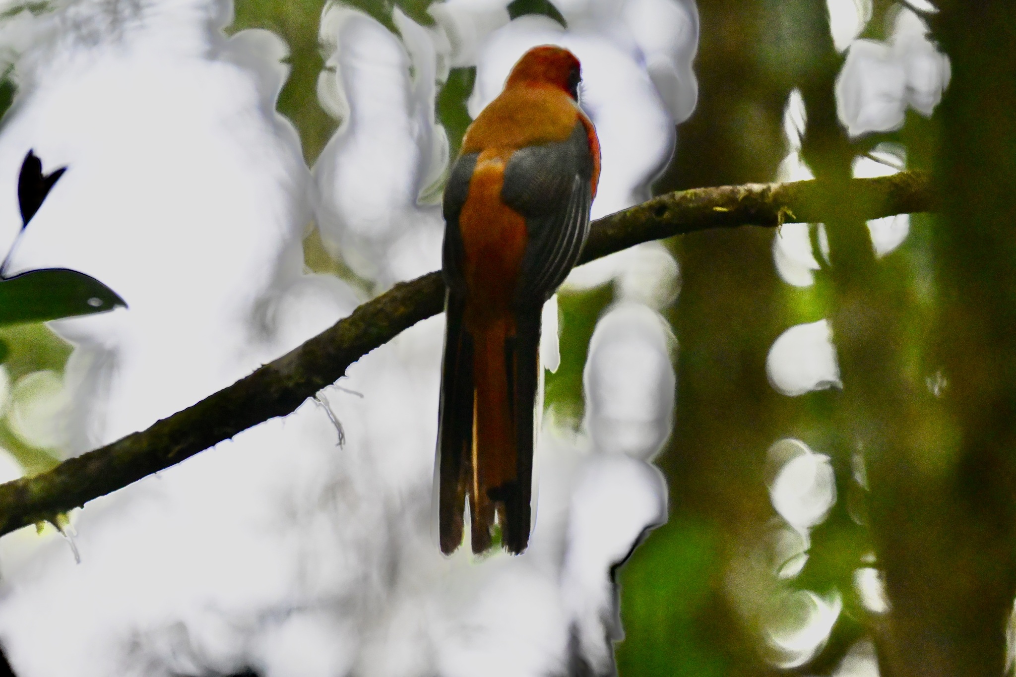 Whitehead's Trogon (Harpactes whiteheadi), photo 4