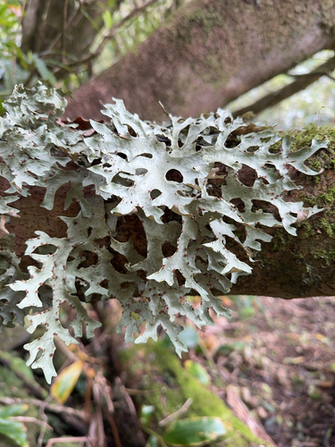Sticta canariensis