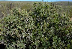 Leucadendron brunioides brunioides