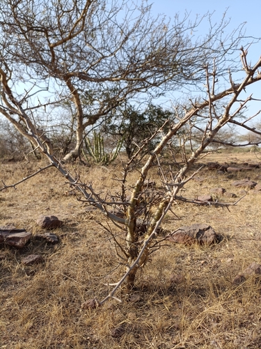 Indian bdellium-tree (Commiphora wightii)