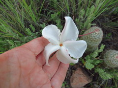 Mandevilla macrosiphon