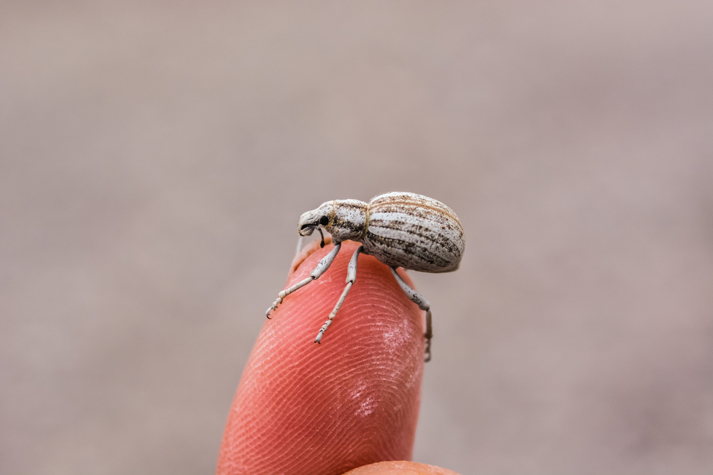 Ophryastes geminatus