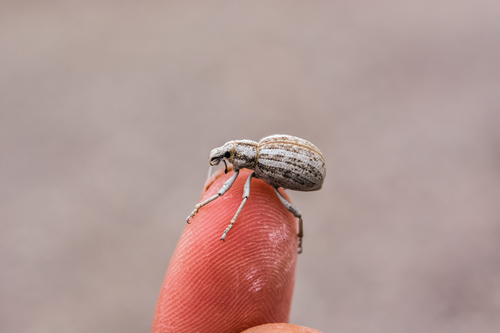Ophryastes geminatus