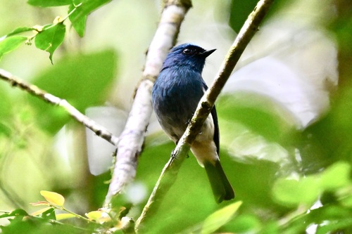 Indigo Flycatcher (Eumyias indigo), photo 7