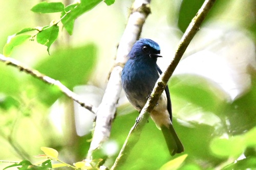 Indigo Flycatcher (Eumyias indigo), photo 8