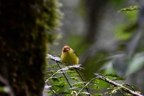Yellow-breasted Warbler (Phylloscopus montis), photo 10
