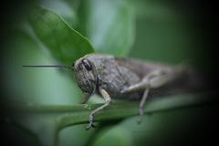 Anacridium aegyptium