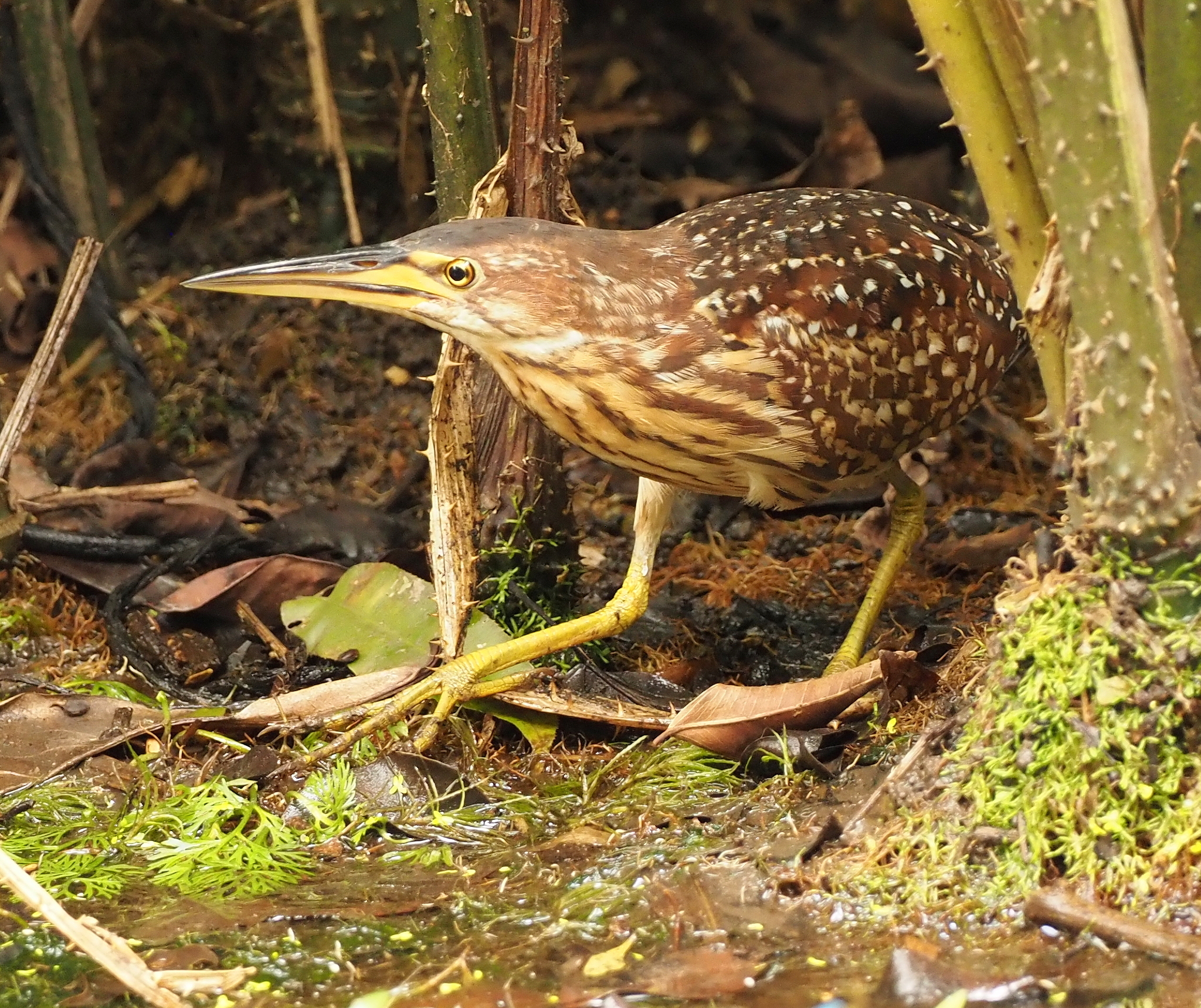 Schrenck's Bittern illustration