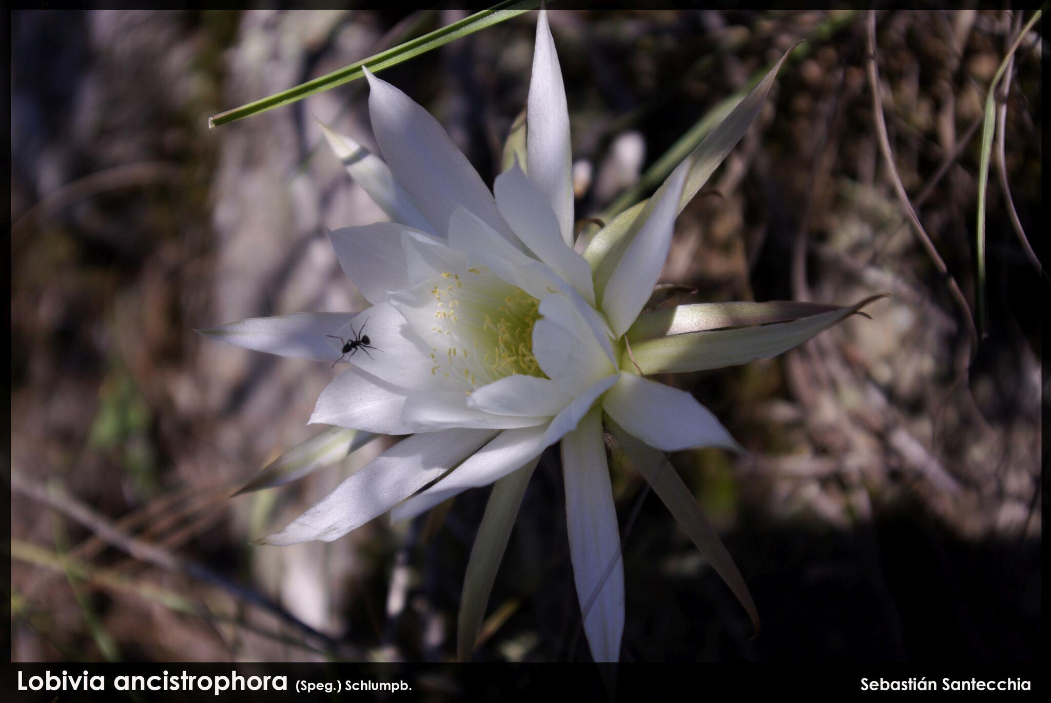 Easter Lily Cactus (Echinopsis ancistrophora)