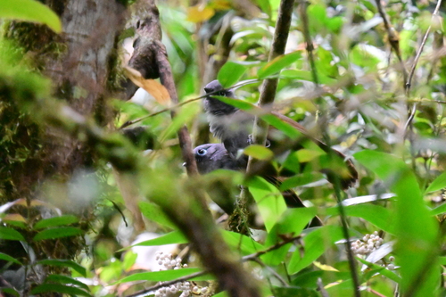 Sunda Laughingthrush (Garrulax palliatus), photo 5