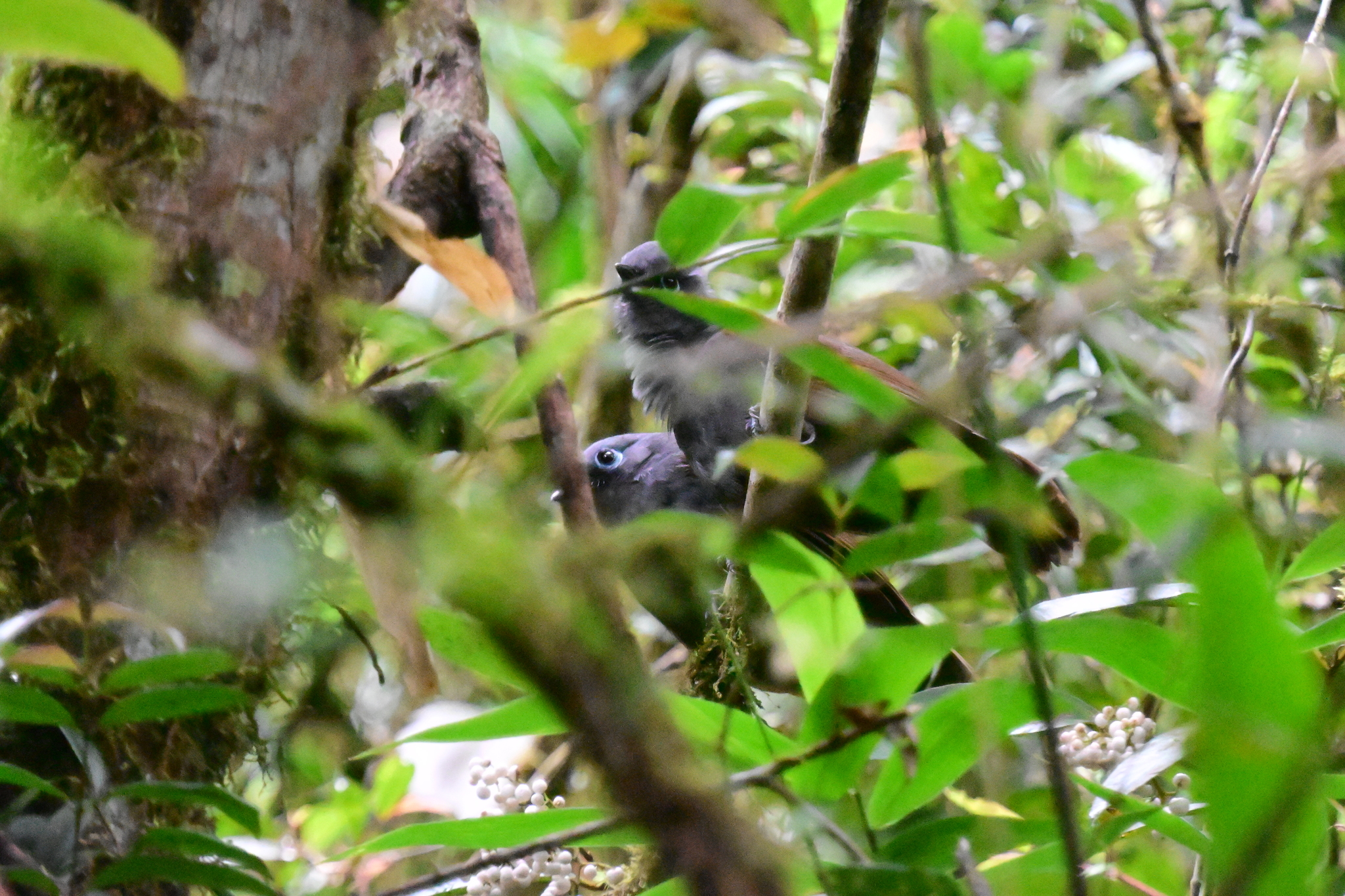 Sunda Laughingthrush (Garrulax palliatus), photo 5