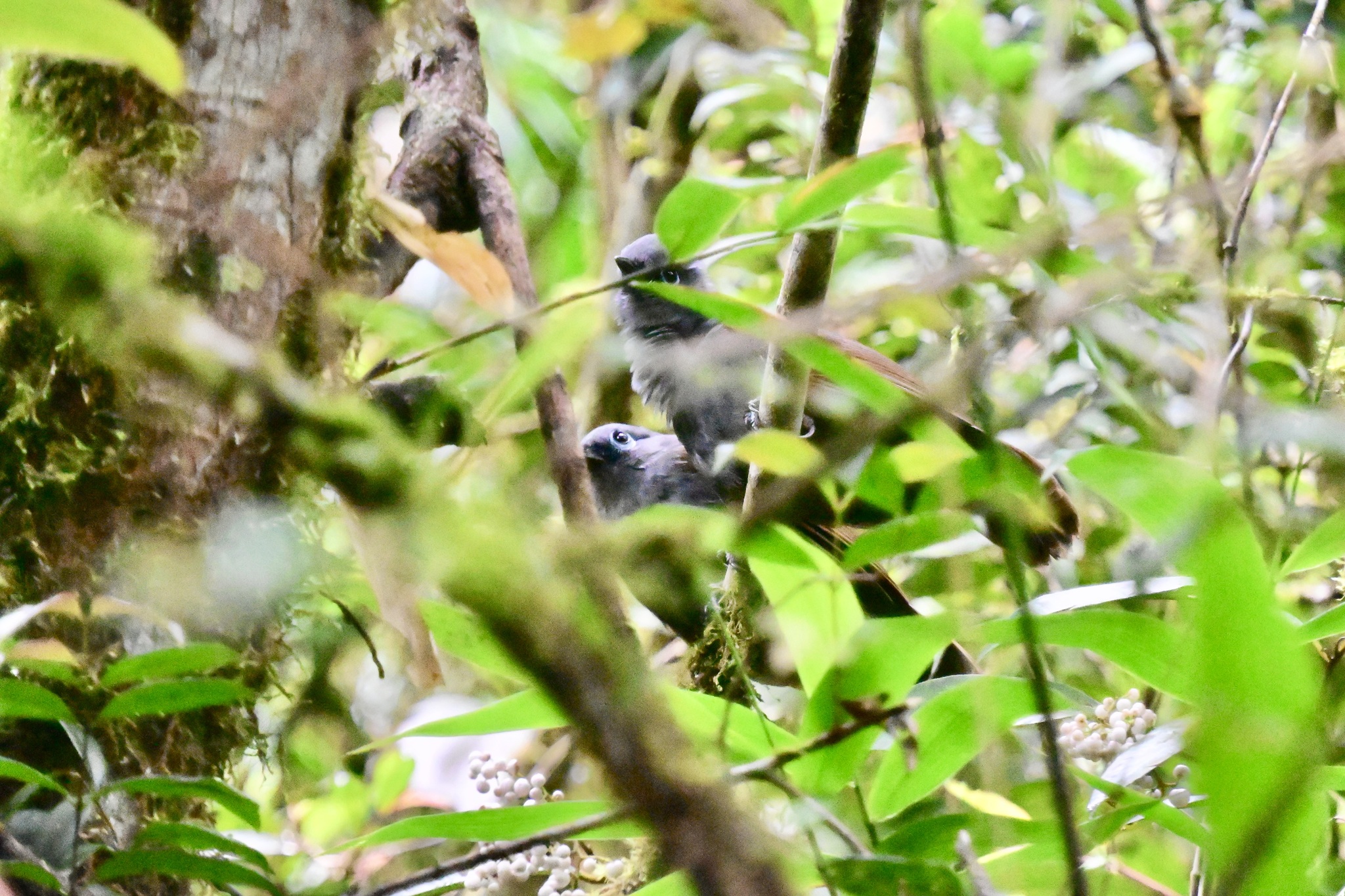 Sunda Laughingthrush (Garrulax palliatus), photo 6